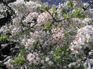 Pear blossom in the spring