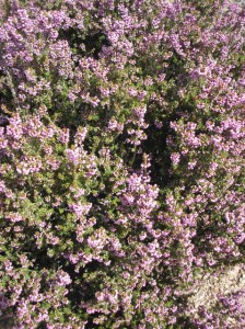 spina-heather "....and I'll take the high road"