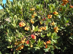 Wild strawberry fruits  (Arbutus unedo)