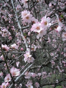 Pink almond blossom