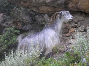 Billy Goat 'Gruff'
