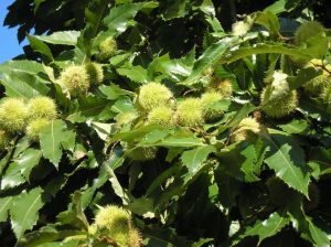 Local Chestnuts