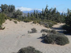 Grameno dunes