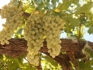 Vasilaki grapes